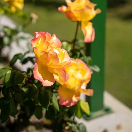 Apartment Belveder Hisa Lidija