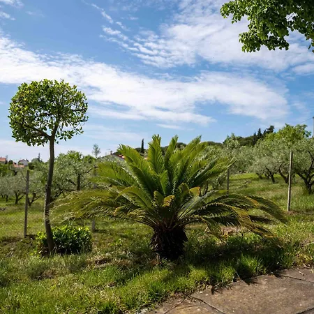 Apartment Belveder Hisa Lidija * Izola