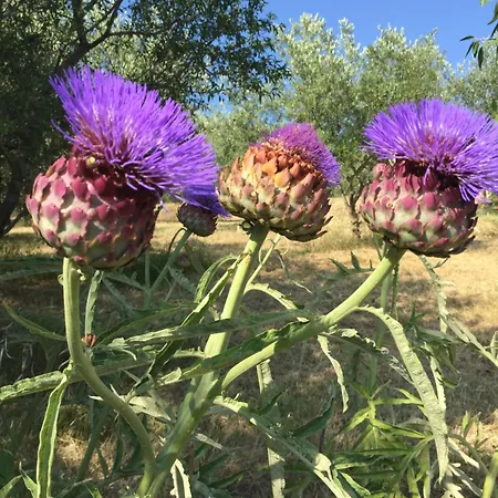 Apartment Belveder Hisa Lidija Izola