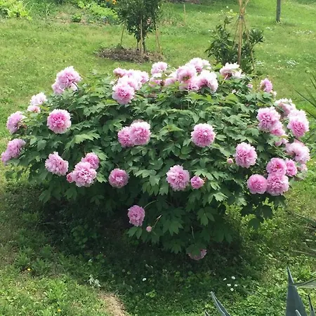 아파트 Apartment Belveder Hisa Lidija