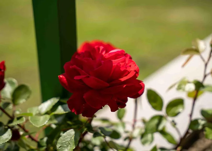 Appartement Belveder Hisa Lidija Izola