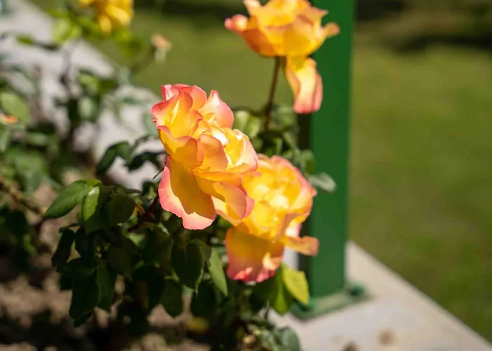 Belveder Hisa Lidija