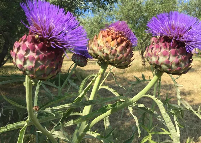 Belveder Hisa Lidija Izola